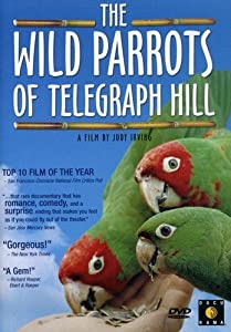 Wild Parrots of Telegraph Hill [DVD] [Import](中古品)