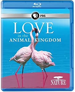 Nature: Love in the Animal Kingdom [Blu-ray](中古品)